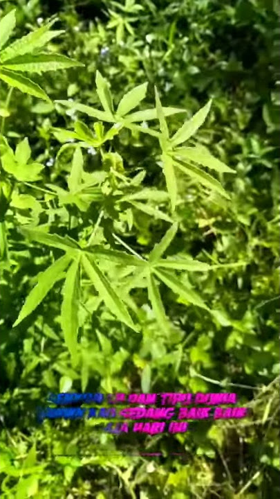 Story wa senyum lh dan tipu dunia''