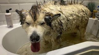 PHIL HATES BATH TIME (CUTEST WHINING DOG)