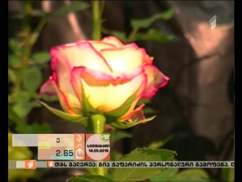 ვარდების საგაზაფხულო გამოფენა