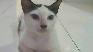 CATube funny cat meow suara kucing memanggil  #cat #catlover #catube #meowcatube