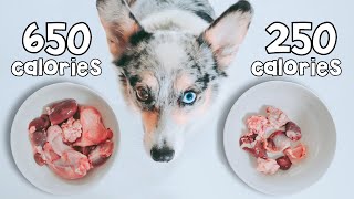 Raw Food Meal Sizing For Dogs Explained