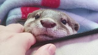 The baby otter goes to an animal hospital to treat her injured foot.