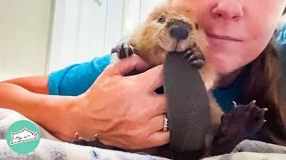 Bossy Beaver Demans Her Baby Bottle And Wrestles Plushies | Cuddle Buddies