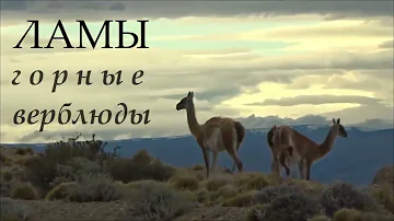 ЛАМЫ - Горные верблюды
