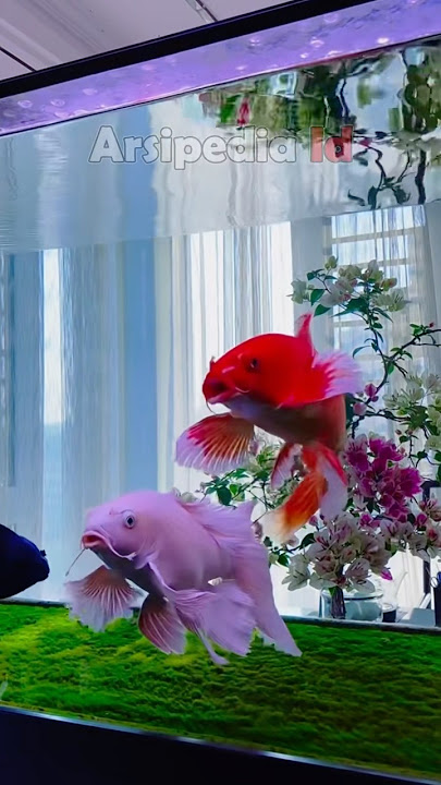Ikan koi slayer tercantik