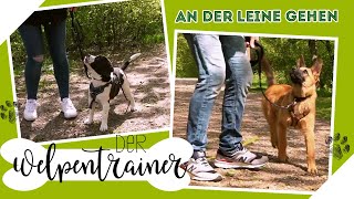 An Der Leine Laufen So Lernt Es Dein Welpe Garantiert Der Welpentrainer Si