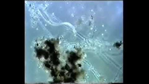 Nematode en Trichoderma 240p