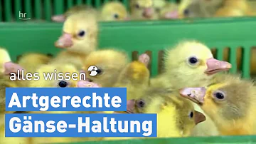 Wie werden polnische Gänse gehalten?