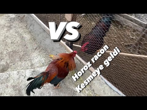 Porno yulduzlar firibgarliklari