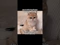 Funny Reels #beauty #memes #relatable #aesthetic #trending #viral #catmemes #funny #tweetreels #cat