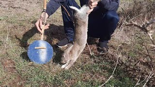مصيدة النابض تنجح في أول إختبار لصيد الأرنب 🐇👍 Rabbit hunting with a new trap