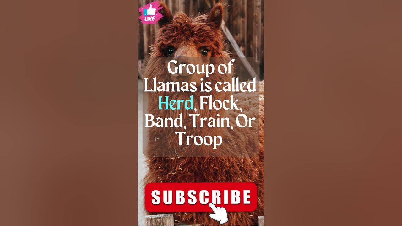 What is A Group of Llamas called? #shorts #youtubeshorts #shortsvideo