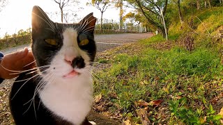 駐車場の脇で寝ていた野良猫を撫でるとゴロゴロと喜んで擦り寄ってきた