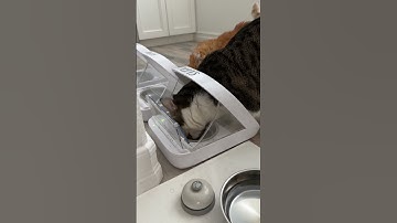 All about our feeders. #catmom #catmomlife #catlover #catfeeder #microchipfeeder #catthings