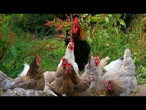 Сколько кур надо на одного петуха//Как получить максимальную оплодотворяемость яиц.