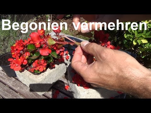 Begonien vermehren durch Stecklinge Ableger Begonien Begonia vermehren Steckling