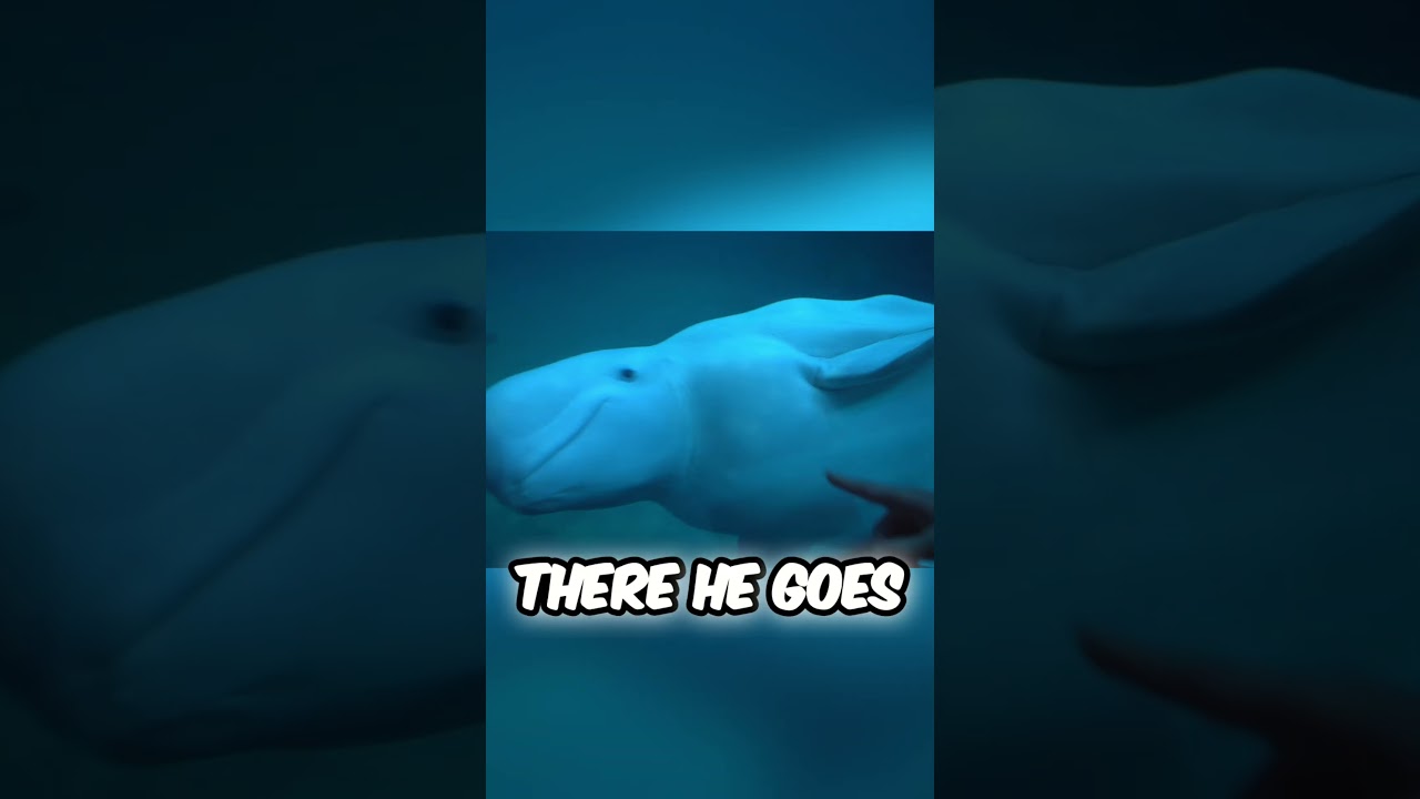 Beluga Whales 🐳🐳😱