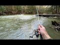 Creek Fishing for GIANT TROUT!