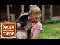 Wo wohnt der Dachs? (Doku) | Reportage für Kinder | Paula und die wilden Tiere