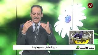 فوائد الخزامى  (اللافندر) مع خبير الاعشاب حسن خليفة - جنة الاعشاب