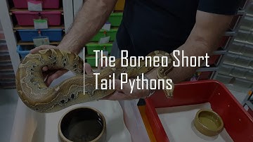 The Borneo Short Tail Pythons