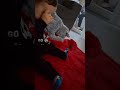 oyuncak köpeği de kıskanma be oğlum 🫠 #reels #baby #funny #aboneol