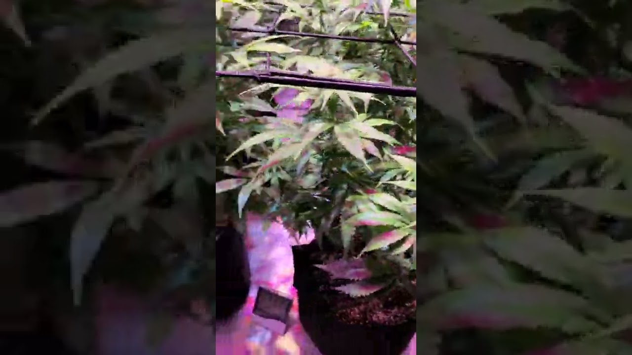 Green crack Mary Jane. Neem oil works!