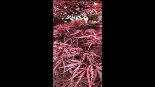 A Spring Time Tour of My Japanese Maples Garden