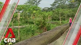 Vegetable farms scaling up production since Malaysia's partial lockdown