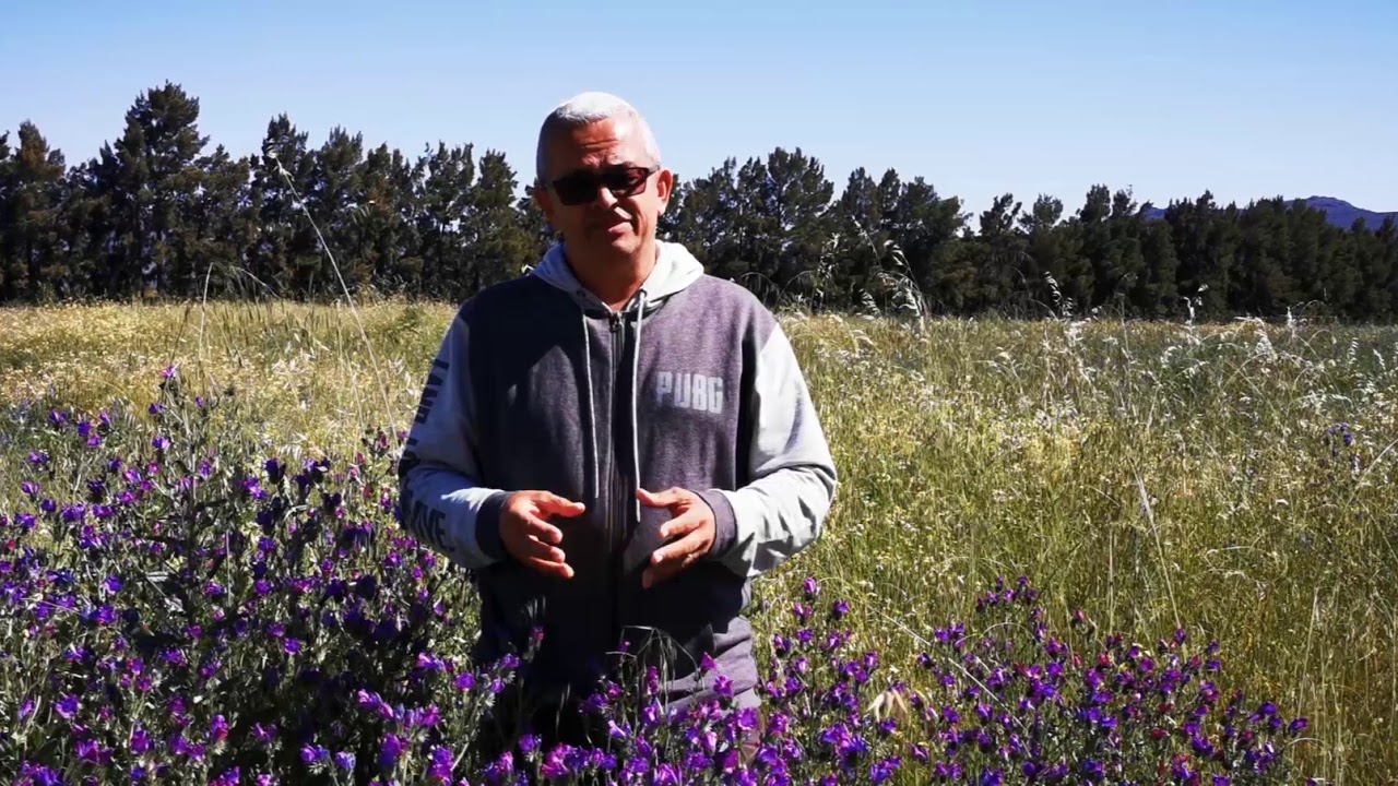 A plant that was a savior turned into a curse. Spring in Cape Town ...