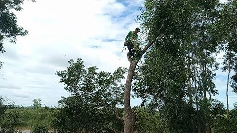 hai anh thợ cưa hạ ba cây tràm bông vàng to khủng ở lò gạch tri tôn an giang