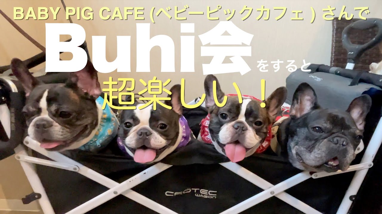 Buhi会しました Baby Pig Cafe ベビーピックカフェ French Bulldog フレンチブルドッグ Youtube