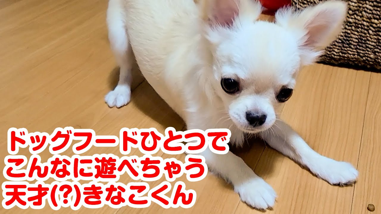 プロフェッショナルバランス 超小粒 1歳まで子いぬ用 2.4kgの価格と最 プロフェッショナルバランス 超小粒 1歳まで子いぬ用 2.4kgの価格と最