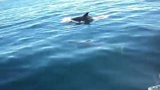 Punta de lobos delfines Huasco región atacama