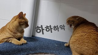 Son Cat Confronts Mama Cat for the First Time in 3 Years