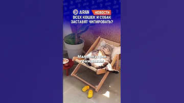 Чипирование кошек и собак станет обязательным. Кого будут штрафовать? AIRAN новости