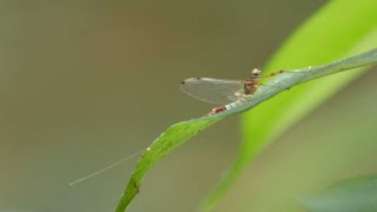 The Fascinating Life of Mayflies! #Mayflies #Wildlife # ...