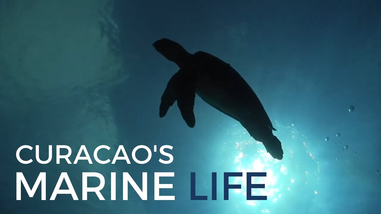 Curacao's Marine Life Scuba Diving Dive Division YouTube