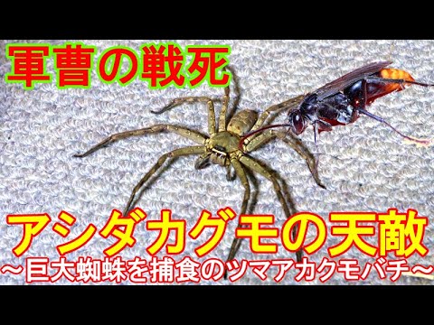 蜂に敗北のアシダカグモ 日本最大級の巨大蜘蛛の天敵はツマアカクモバチやベッコウバチ Youtube
