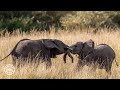 Elephants Drinking in Ruaha | 360° Virtual Tour