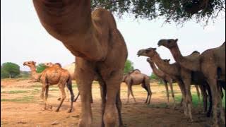 إبل محمد هباش ، تعليق يحيى علي بكري