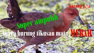 Suara burung tikusan mata merah SUPER joss ampuh