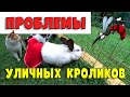 ПРОБЛЕМЫ УЛИЧНОГО СОДЕРЖАНИЯ КРОЛИКОВ