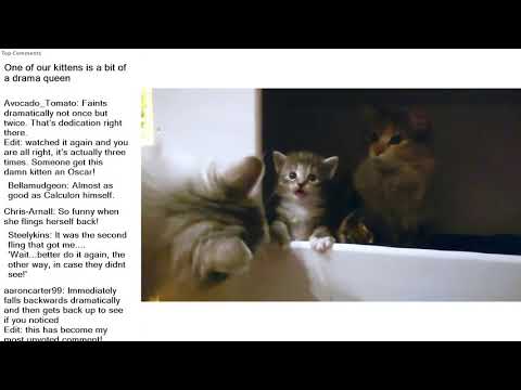 top-reddit-video---aww:-one-of-our-kittens-is-a-bit-of-a-drama-queen