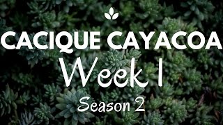 Cannabis Autoflower Half Minute Update - Week 1