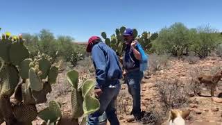 A QUIEN  NO LE TOCO  CORTAR LOS NOPALITOS Y LOS CHILITOS DE BISNAGA