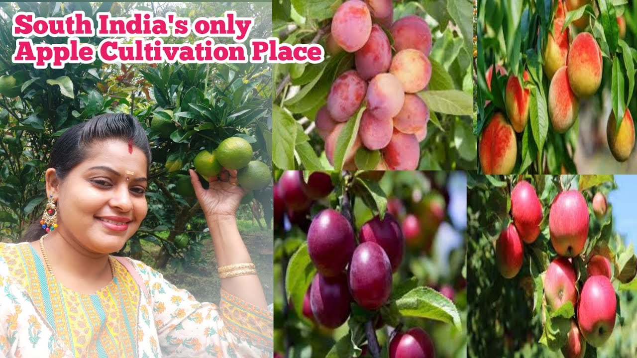 Kanthalloor Fruit Garden Apple Garden Kanthalloor Tourist Places