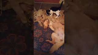 Kitten's Affectionate Nursing with a Dog