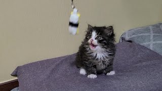 The reaction of a kitten to a toy for the first time in its life.