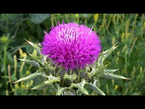 Video: Informacion për bimët shumëvjeçare - Cili është përkufizimi i bimës shumëvjeçare